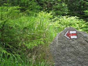Turistická značka v lese